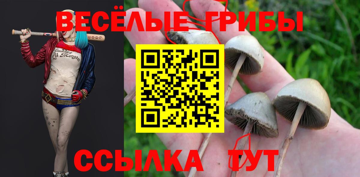 Псилоцибиновые грибы Cubensis Заинск